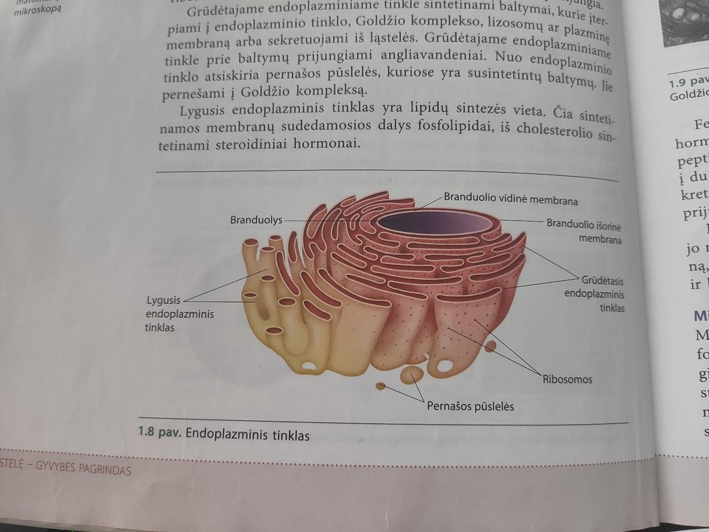 Bio Lastelės Skirtumai Audiniai Flashcards Chegg Com