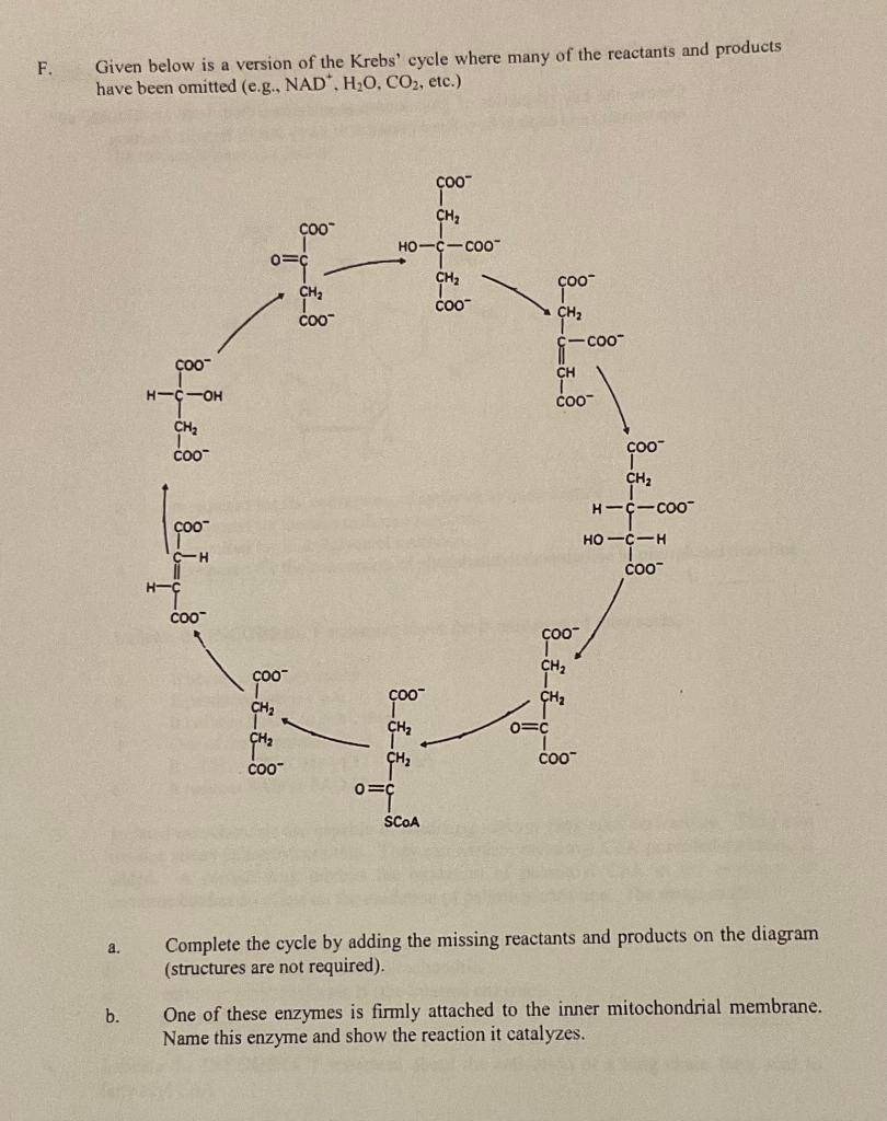 Solved F. Given Below Is A Version Of The Krebs' Cycle Where | Chegg.com