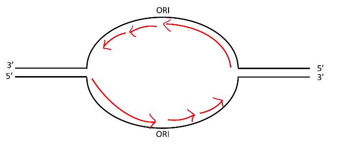 Solved Observe the diagram of a replication bubble from a | Chegg.com
