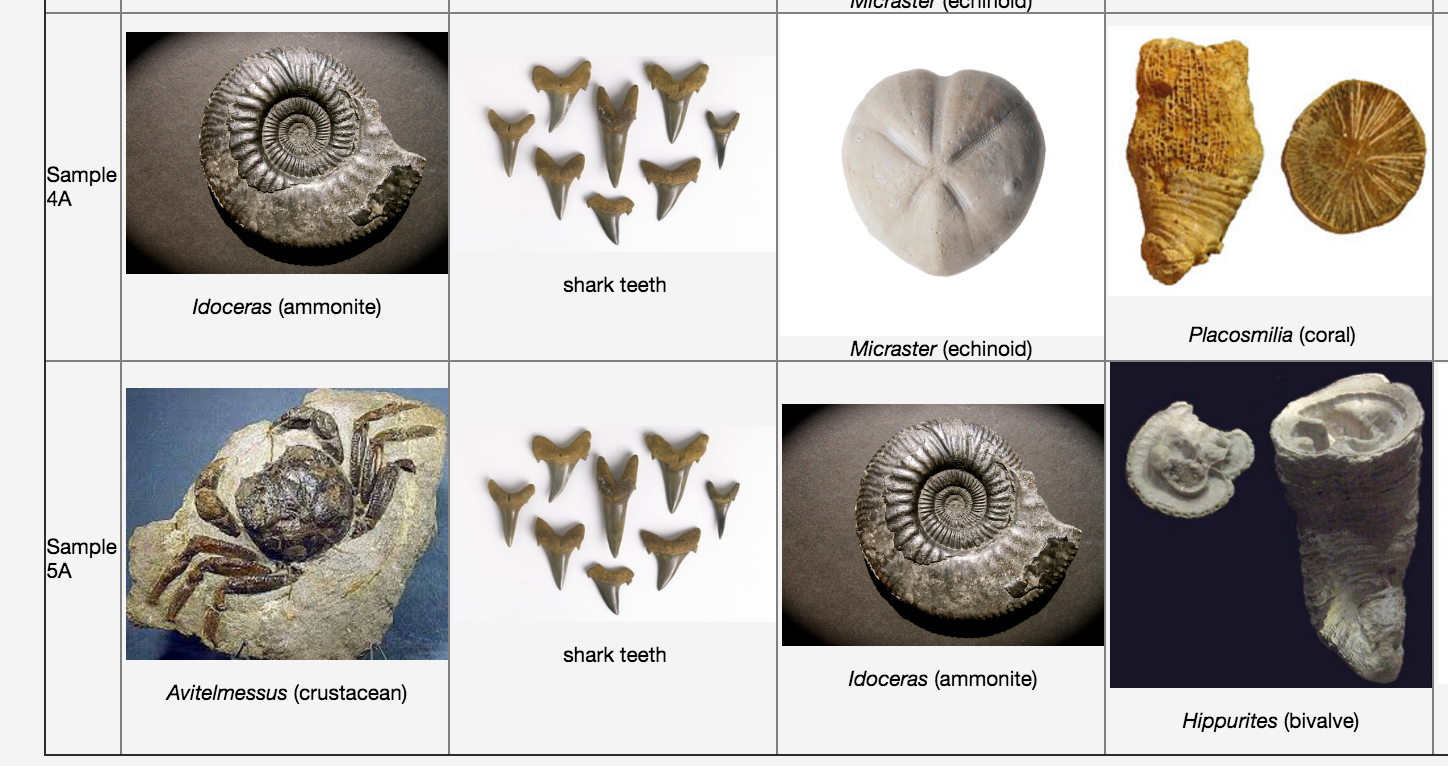 Solved Section A TY Sample 1A shark teeth Globigerina | Chegg.com