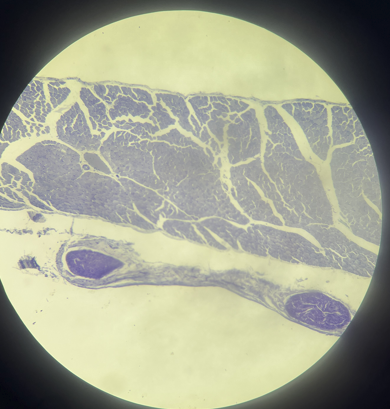 Solved 1.This is an image of skeletal muscle. Can you mark | Chegg.com