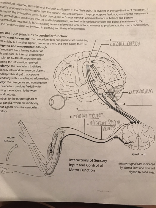 Solved Motor Control and Coordination Cerebellum 1.