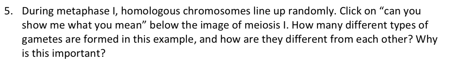 Solved 5. During metaphase I, homologous chromosomes line up | Chegg.com