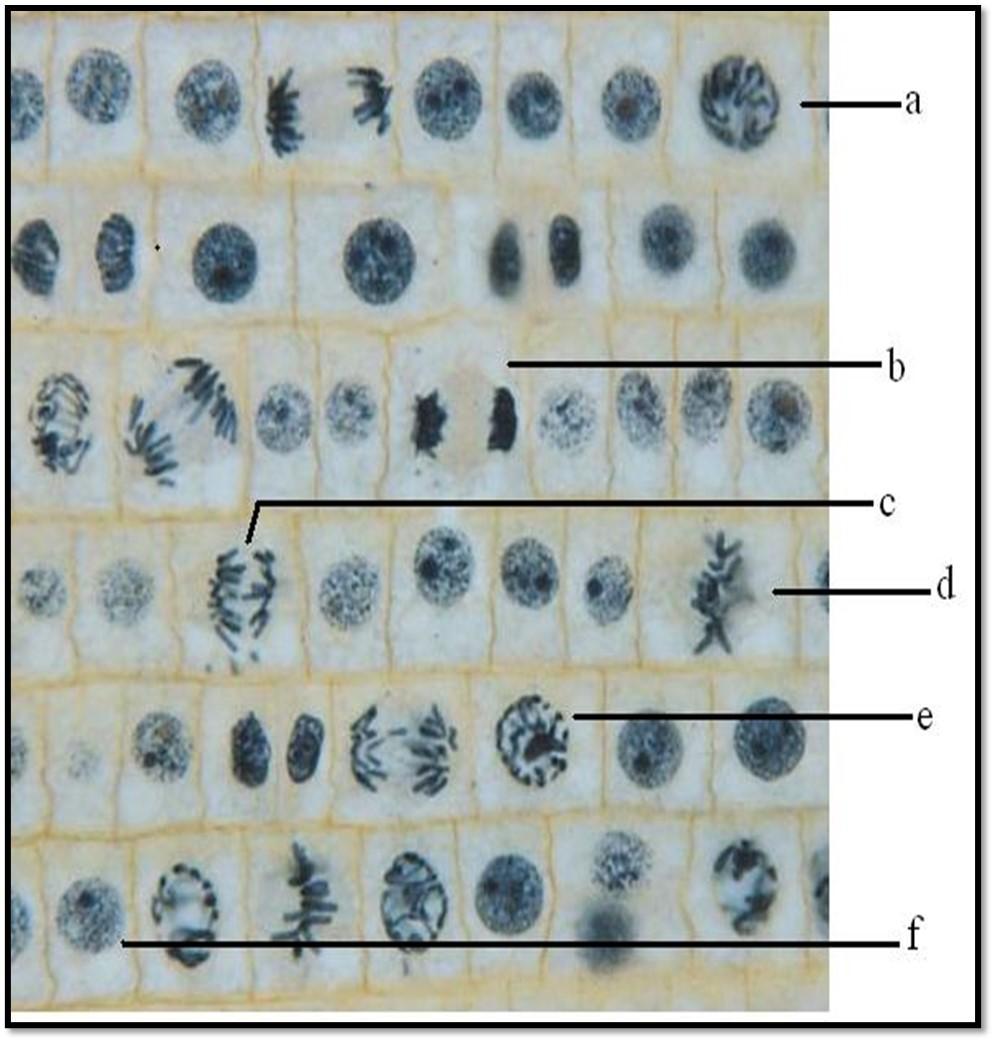Solved Indicate in the photomicrography of cells of the root