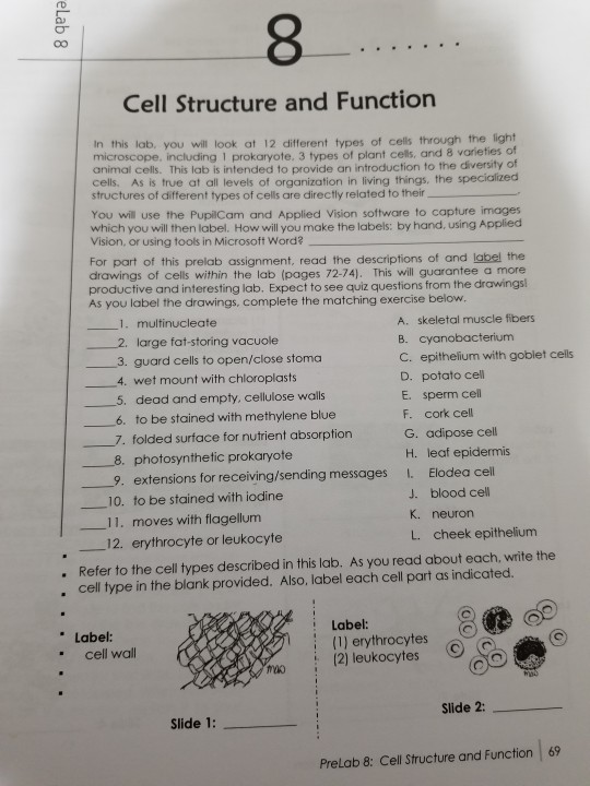 Solved: ELab 8 Cell Structure And Function In This Lab. Yo... | Chegg.com