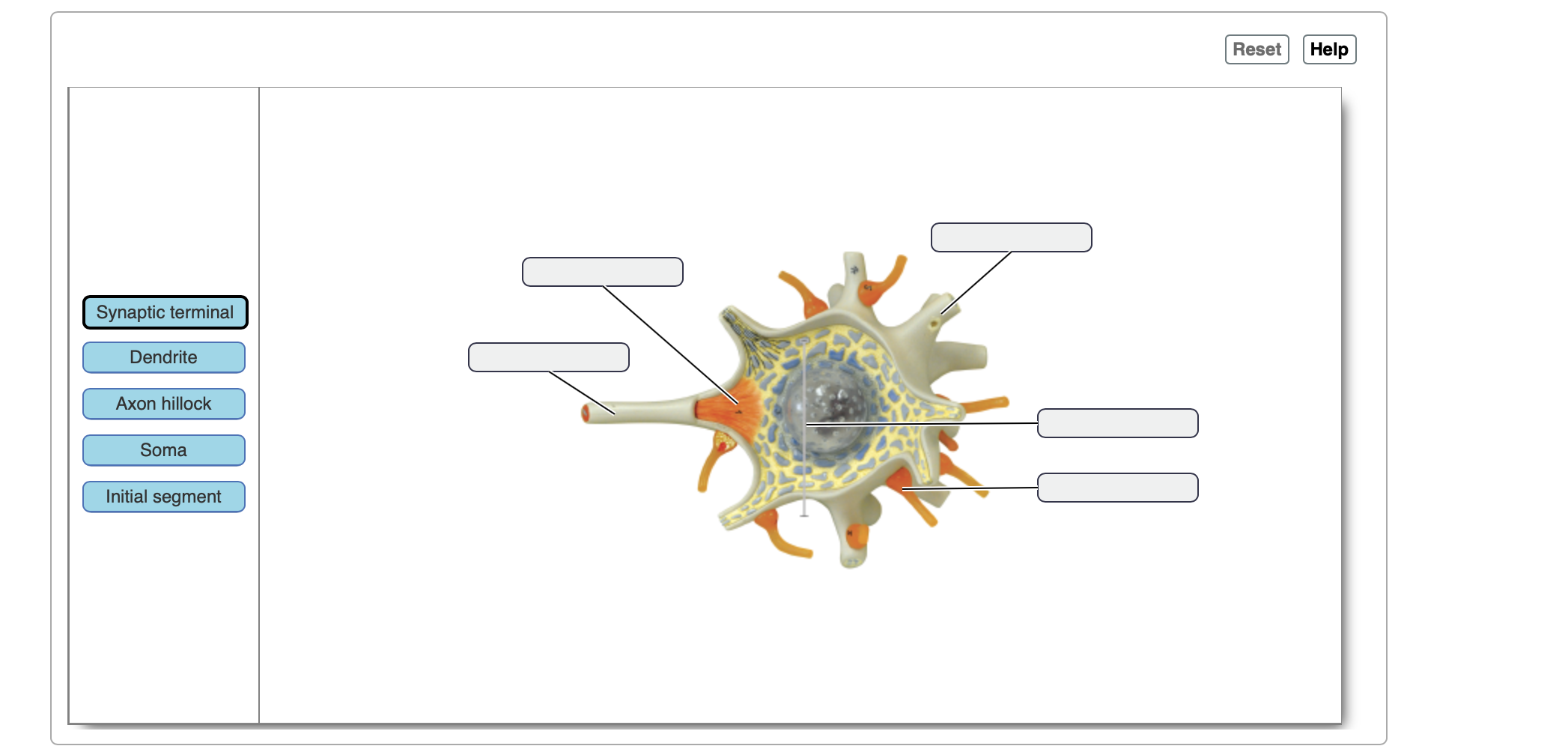scn1a dendrite axon scn1a dendrite axon