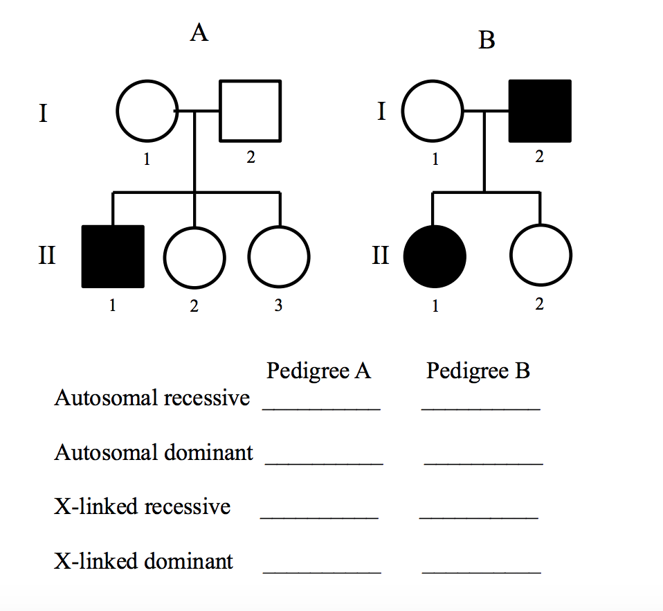 I
II
1
A
2
1
2
Autosomal recessive
Autosomal dominant
X-linked recessive
X-linked dominant
3
Pedigree A
I
II
1
B
1
Pedigree B