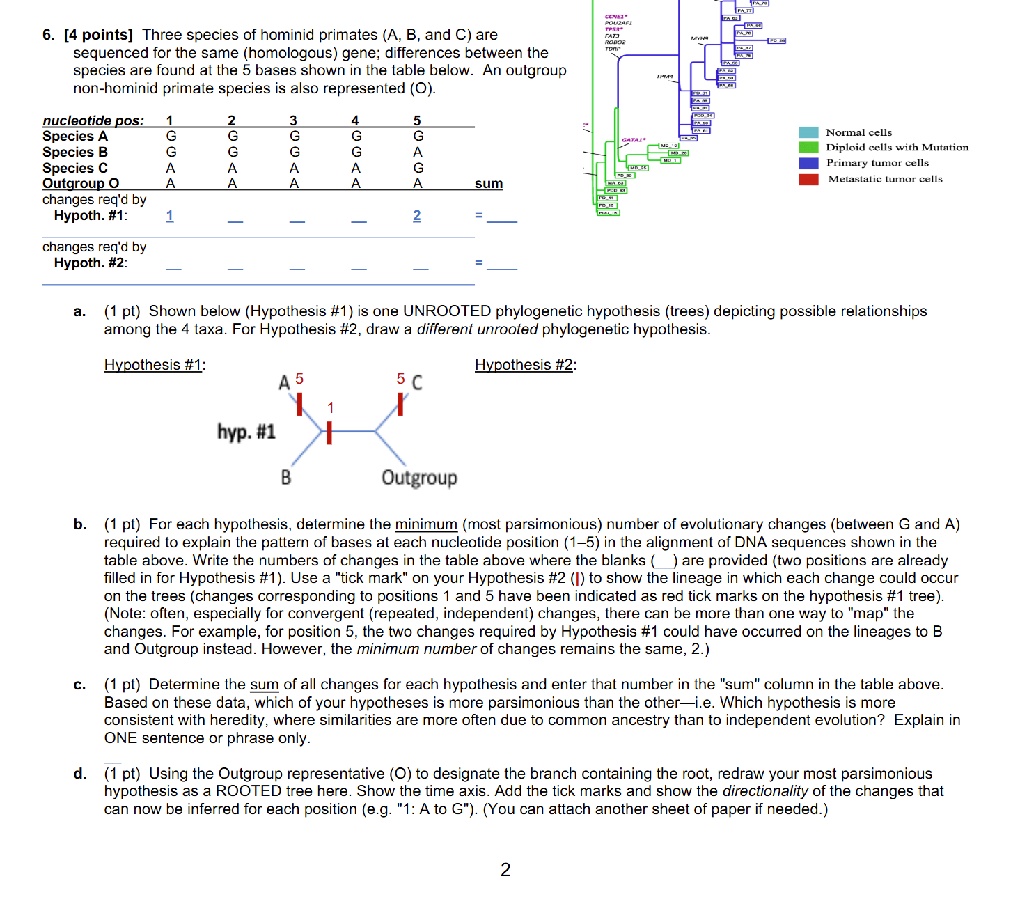 Solved Points Three Species Of Hominid Primates A Chegg Com