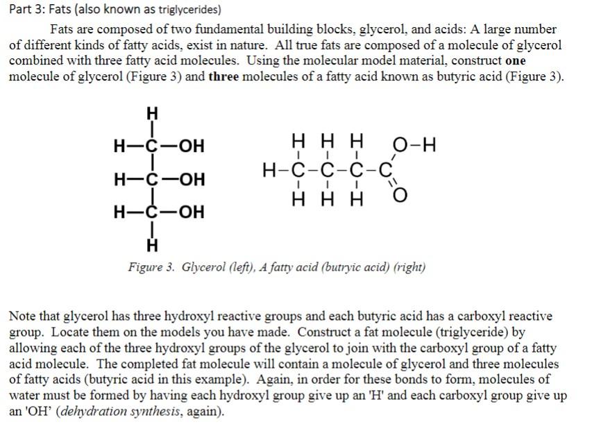 fatty acid molecule model