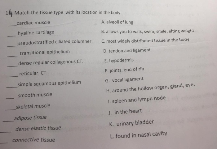 Solved 16 Match the tissue type with its location in the | Chegg.com