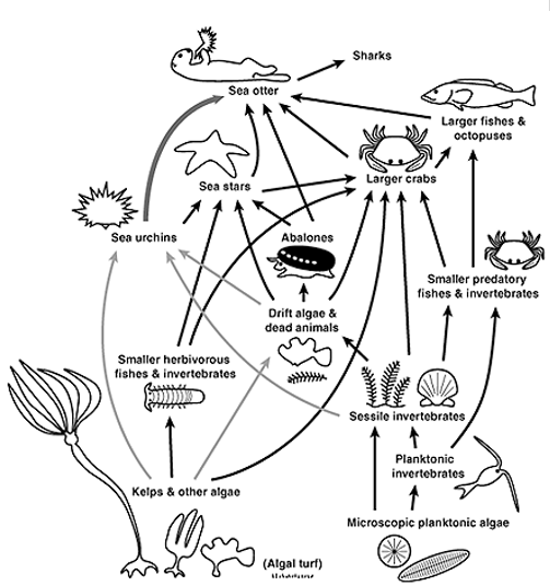 Solved The dominant food chain in a kelp jorest ecoosiem is