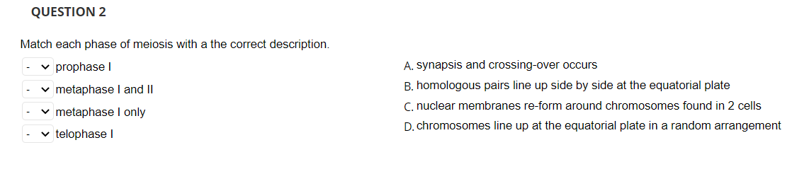 Solved Match each phase of meiosis with a the correct | Chegg.com