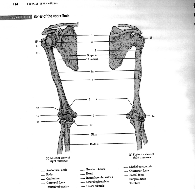 Solved Danne of the inninar limh Deltold tuperosity | Chegg.com