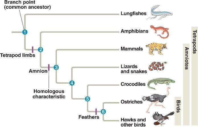 Solved A) Based upon the relationships presented in the | Chegg.com