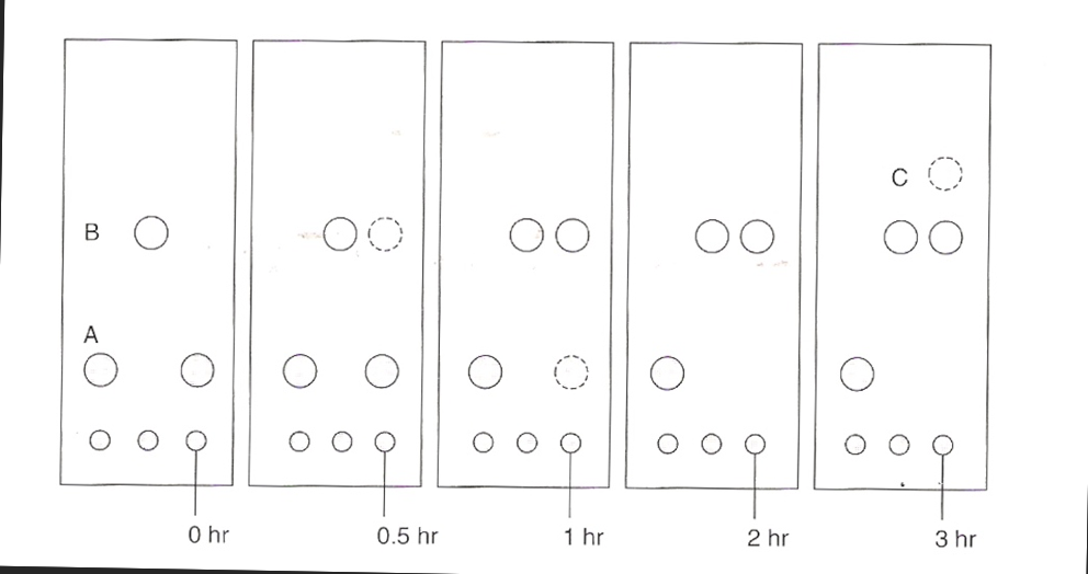 Solved The set of plates below is for the hypothetical | Chegg.com