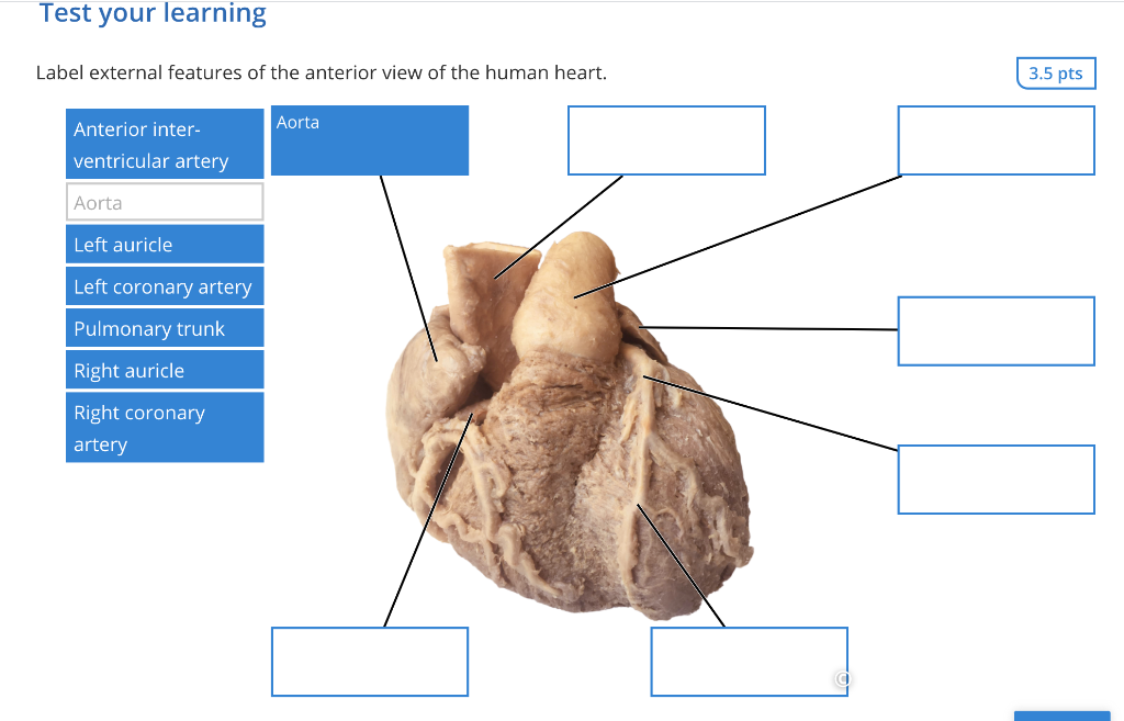 external structure of human heart