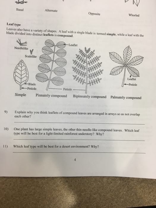 Solved Basal Alternate Opposite Whorled Leaves also have a | Chegg.com