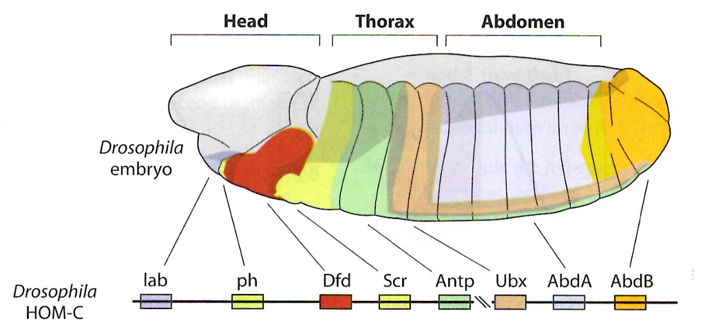 Solved BIOSTASTICS: The Hox genes are responsible for | Chegg.com