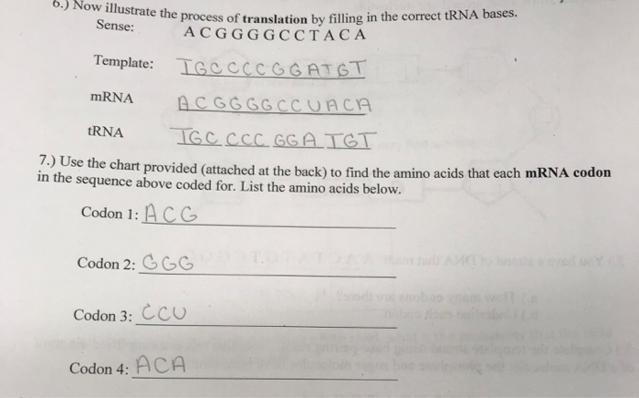 Solved e the process of translation by filling in the | Chegg.com