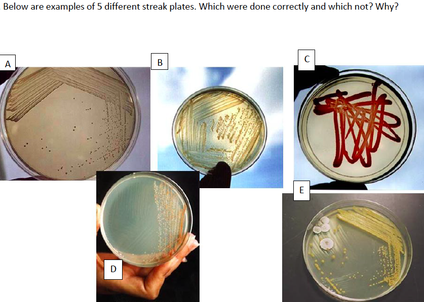 Solved Below are examples of 5 different streak plates. | Chegg.com