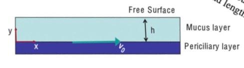 Solved A large airway is lined with a mucus layer of | Chegg.com