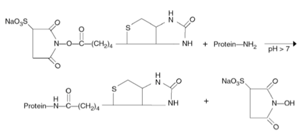 NaO3S N-?-? {???a NH Protein-NH2 pH>7 NaOgS ? | Protein-N-C-(CH2)4 NH N-OH