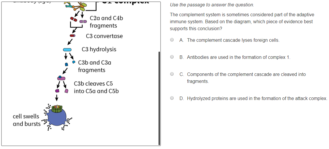 Solved The complement cascade is an important component of | Chegg.com