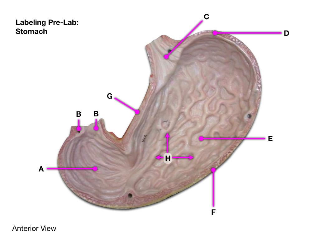 lesser curvature of stomach