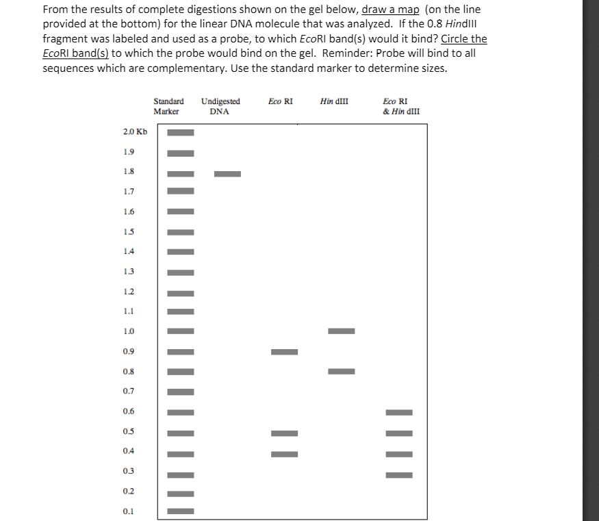 Solved A linear fragment of DNA is cleaved with the | Chegg.com