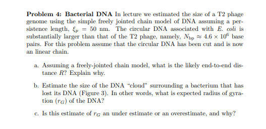 Solved Problem 4: Bacterial DNA In lecture we estimated the | Chegg.com