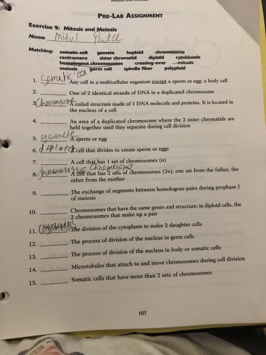 Solved PRELAB ASSIGNMENT Exercise 9 Mitosis and Meiosis