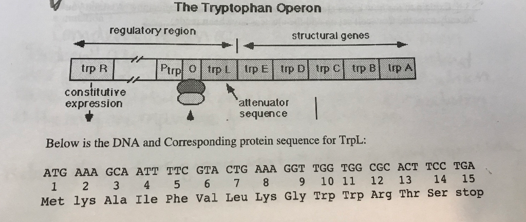 Solved A. Describe what happens during TRANSLATION of trpL | Chegg.com