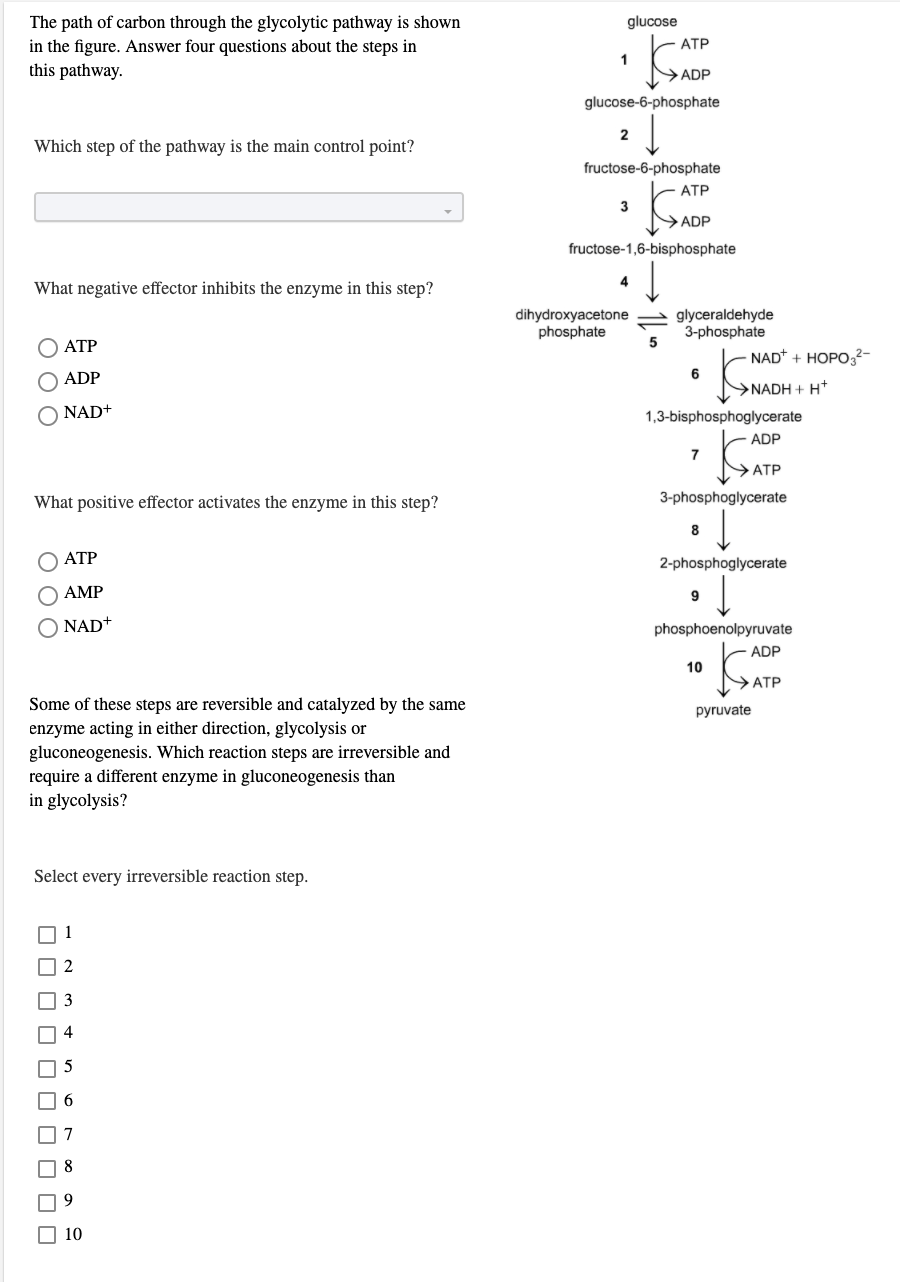 Solved The Path Of Carbon Through The Glycolytic Pathway Is