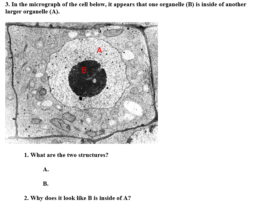 Solved 2. Identify the structures in an electron micrograph | Chegg.com