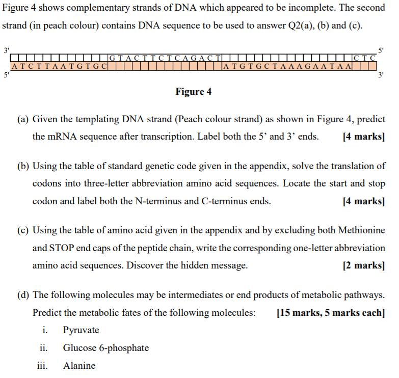 Solved Figure 4 Shows Complementary Strands Of DNA Which | Chegg.com