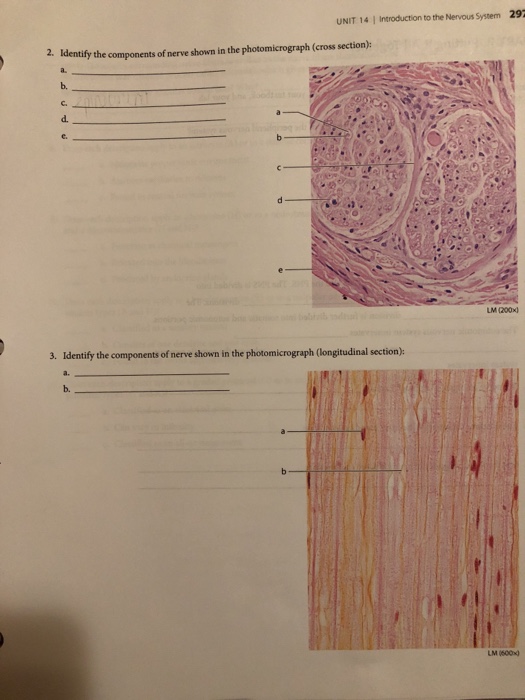 Solved: UNIT 14 Introduction To The Nervous System 297 2. | Chegg.com