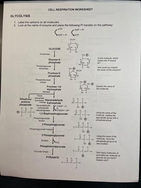 Solved CELL RESPIRATION WORKSHEET GLYCOLYSIS 1. Label the | Chegg.com