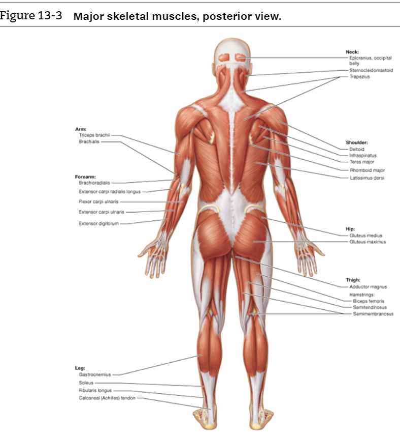 Solved 1. Location of the muscle: The names of some muscles