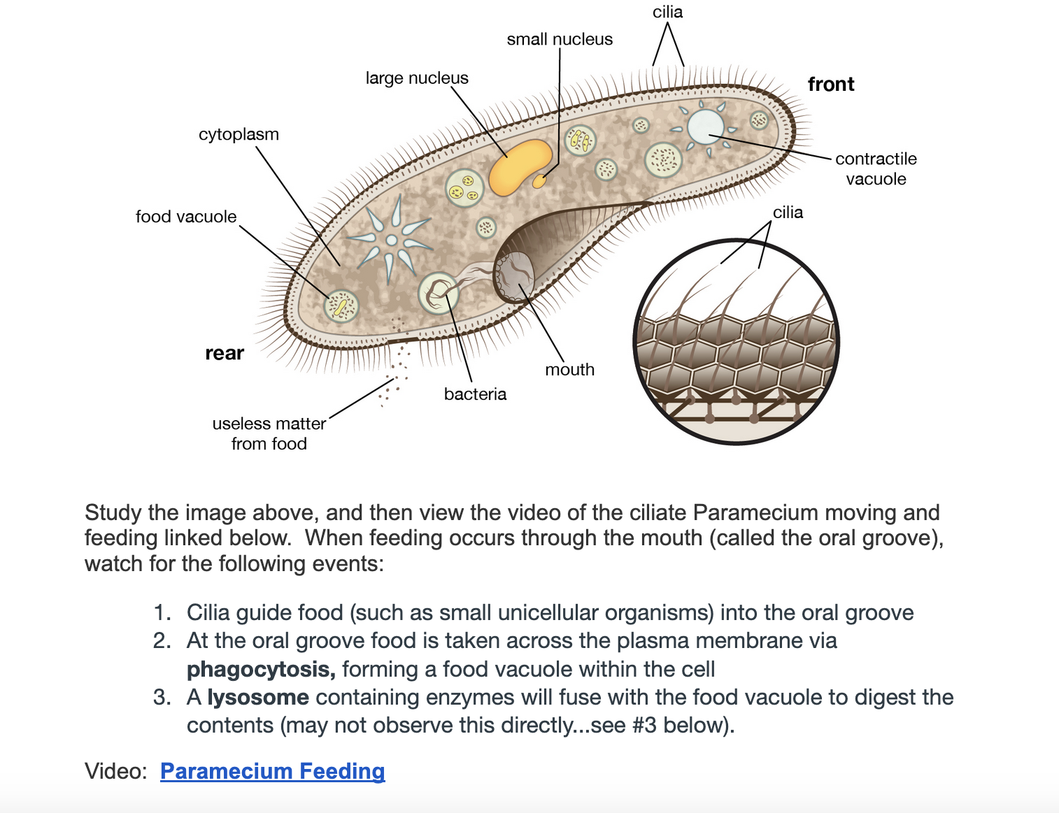 Study the image above, and then view the video of the
