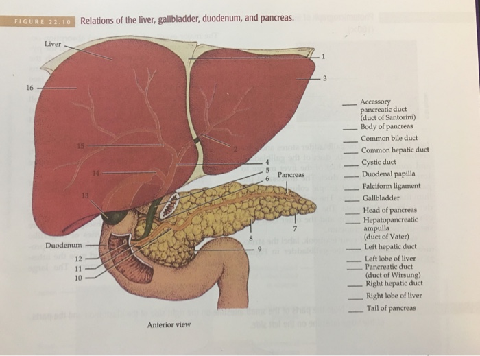 Anatomy Of Liver And Pancreas Anatomy Book