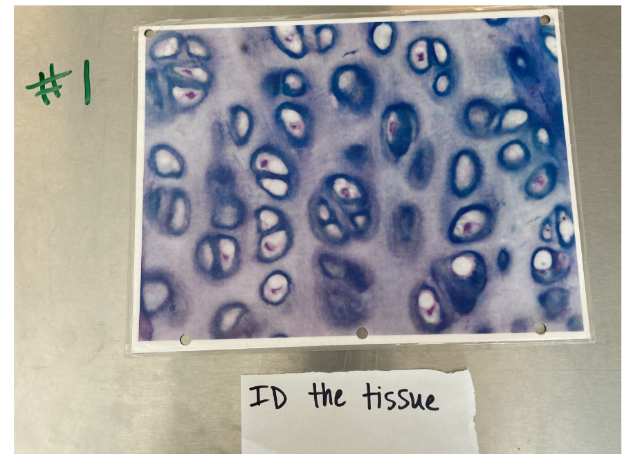 Solved ID the tissue | Chegg.com
