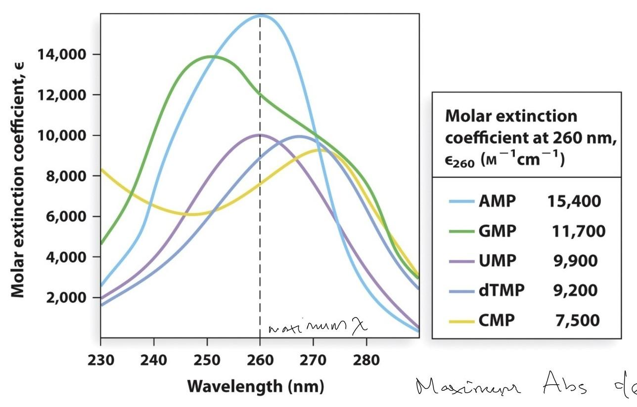 You have a sample of double stranded DNA with the