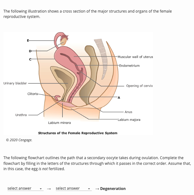 The following illustration shows a cross section of the major structures and organs of the female reproductive system.
Struct