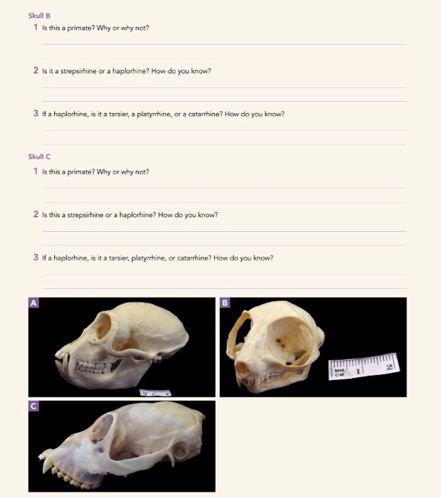 Solved Skull B 1 Is This A Primate? Why Or Why Not? 2 Is It | Chegg.com