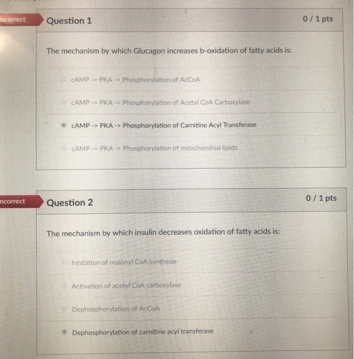Was ist der Fettverbrennungsmechanismus von Glucagon?