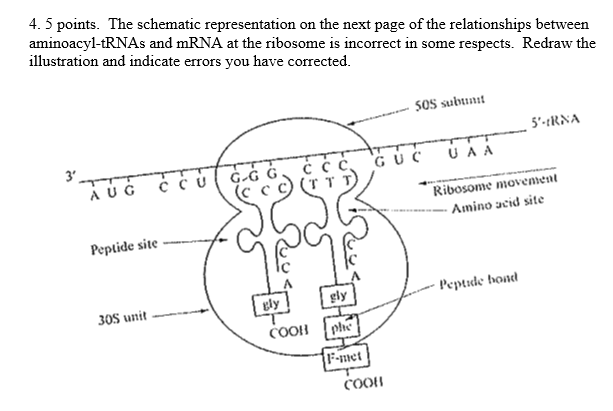 4.5 points. The schematic representation on the next page of the relationships between aminoacyl-tRNAs and mRNA at the riboso
