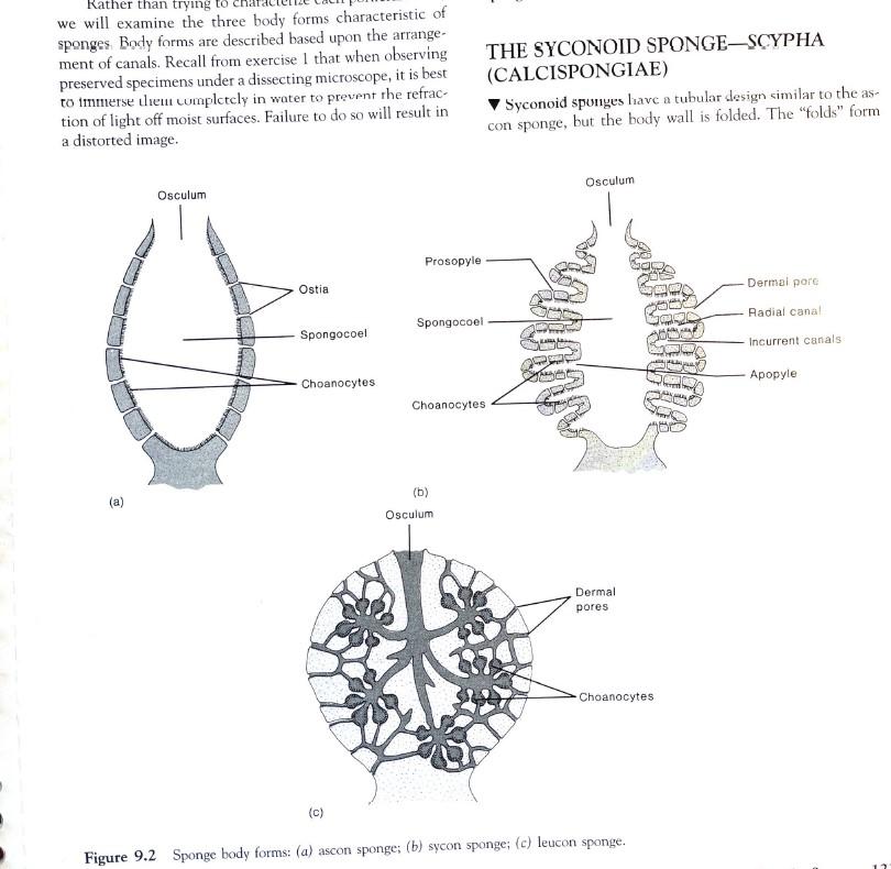 Solved we will examine the three body forms characteristic | Chegg.com