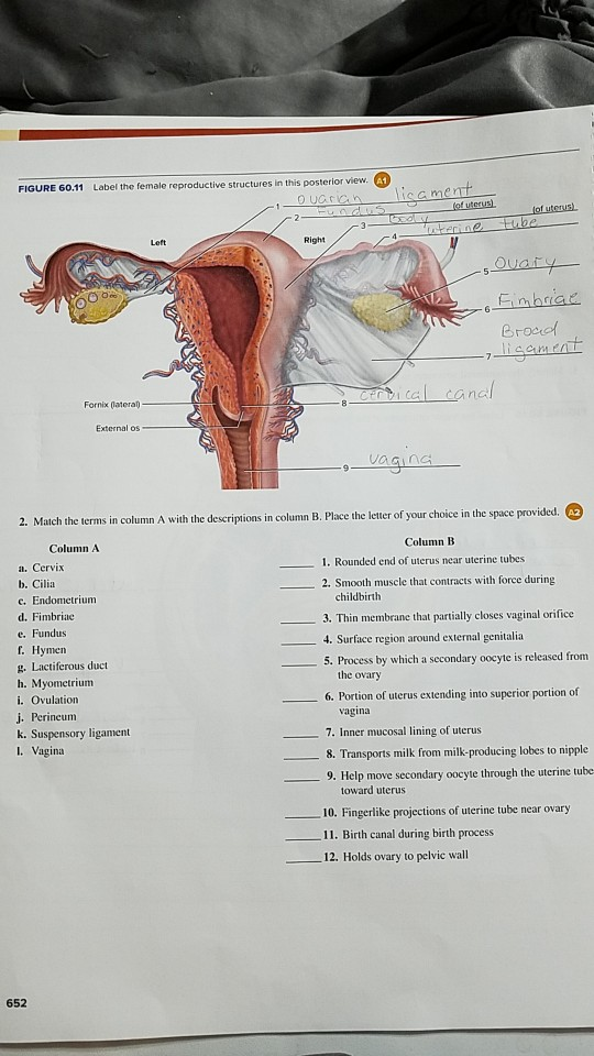 Solved: FIGURE 60.11 Label The Female Reproductive Structu... | Chegg.com