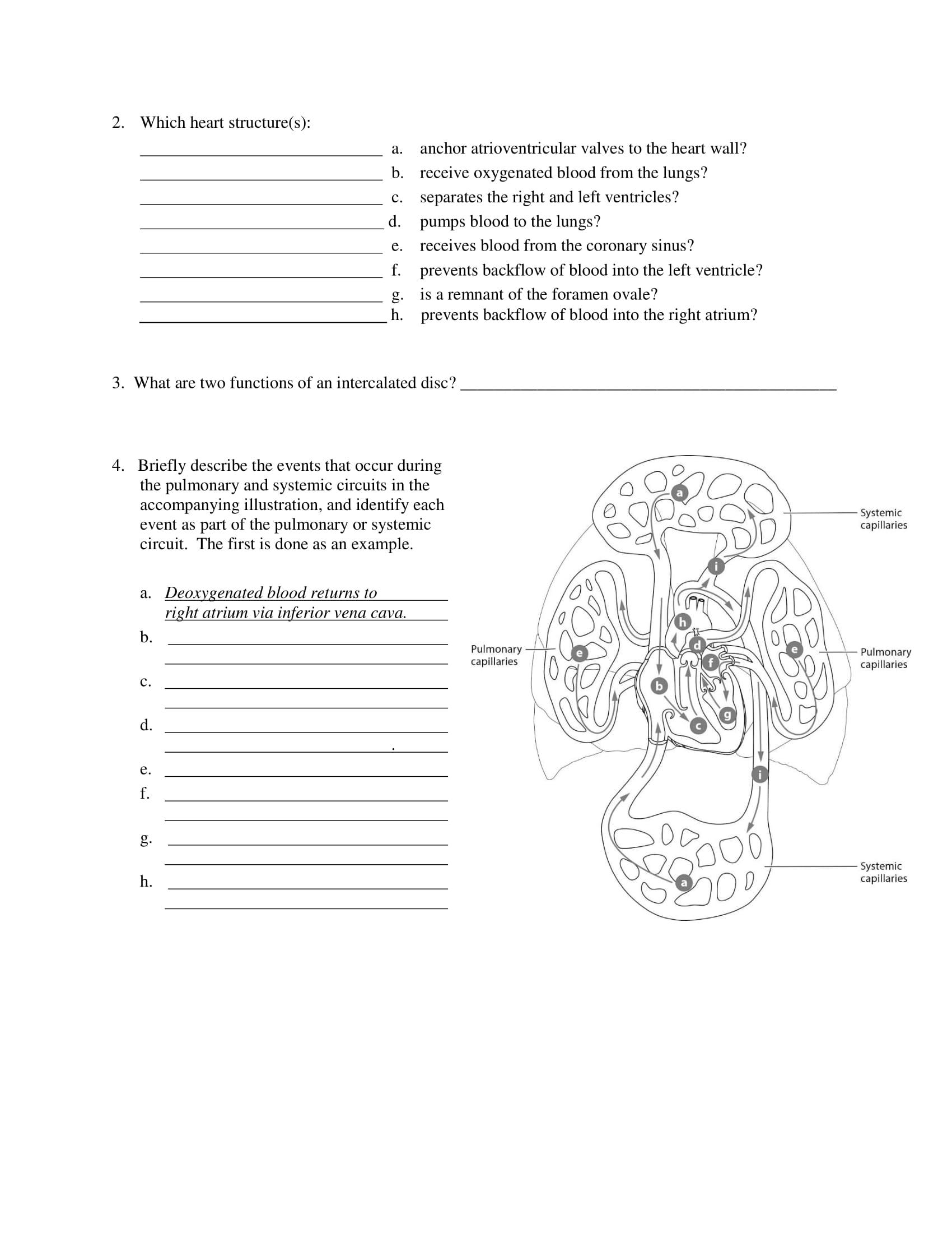 Solved Unit 20: Anatomy of the Heart Worksheet 1. a j m | Chegg.com