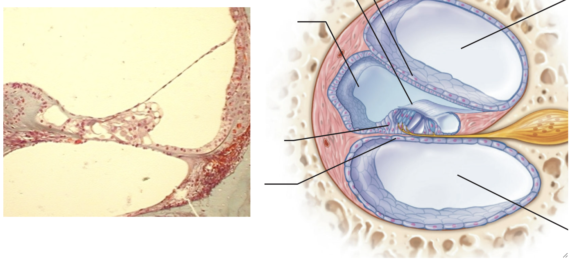 basilar membrane histology